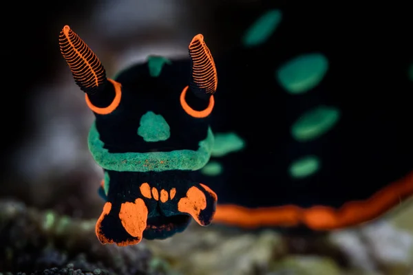 Detalj Huvudet Och Noshörningar Levande Nudigren Nembrotha Kubaryana Söker Manteldjur — Stockfoto