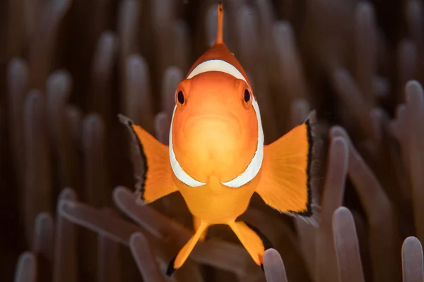 Brightly Colored False Clownfish Amphiprion Ocellaris Hovers Tentacles Its Host — ストック写真