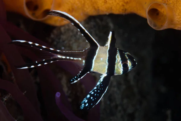 Banggai Cardinalfish Pterapogon Kauderni Hovers Volcanic Sand Seafloor Lembeh Strait — Stock Photo, Image