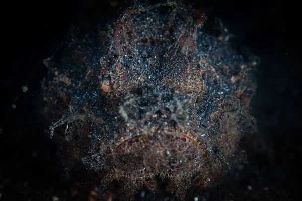 A Raggy scorpionfish, Scorpaenopsis venosa, lies on the black sand seafloor waiting to ambush prey on a coral reef in Lembeh Strait, Indonesia. This well-camouflaged predator is quite venomous.