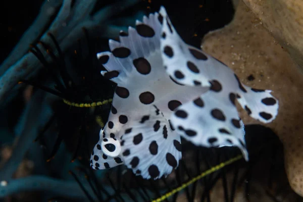 A juvenile Humpback grouper, Cromileptes altivelis, hovers above the seafloor in Lembeh Strait, Indonesia. These distinctive fish are extremely flamboyant.