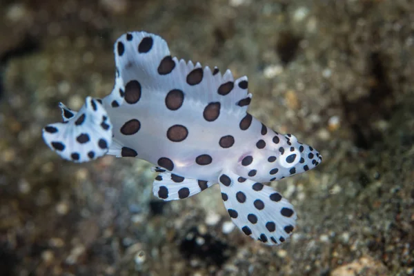 Een Jonge Bultrug Cromileptes Altivelis Zweeft Boven Zeebodem Lembeh Strait — Stockfoto