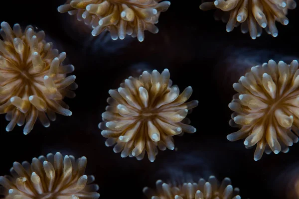 Detail Polyps Star Coral Galaxea Fascicularis Growing Coral Reef Indonesia — Stock Photo, Image