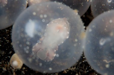 A Flamboyant cuttlefish embryo, Metasepia pfefferi, develops inside its egg in Lembeh Strait, Indonesia. The tiny cuttlefish will eventually hatch and go about its life on the area's sandy seafloor. clipart
