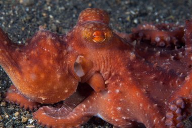 Bir Yıldızlı Gece ahtapotu, Callistoctopus luteus, Endonezya 'nın Lembeh Boğazı' ndaki siyah deniz tabanında sürünür. Bu renkli sefalopod geceleri görülür ve gündüz vakti nadiren görülür..