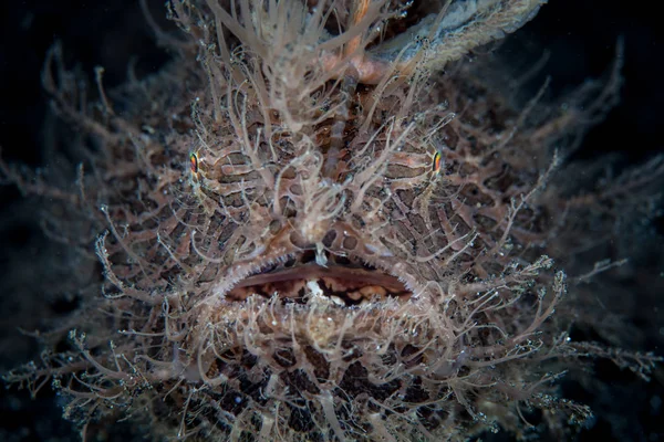 Dettaglio Pesce Rana Peloso Striato Antennarius Striatus Nello Stretto Lembeh — Foto Stock