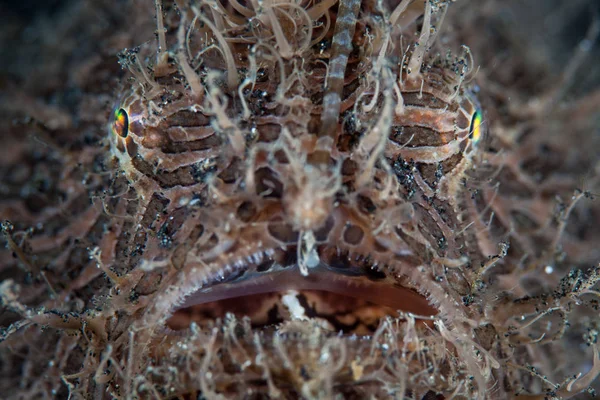 毛深いまたは縞模様の魚の詳細 触角層状 レムベー海峡 インドネシア このよくカモフラージュされた捕食者は 修正された最初の背側の背骨を使用して警戒しない獲物を引き付け ルアー — ストック写真