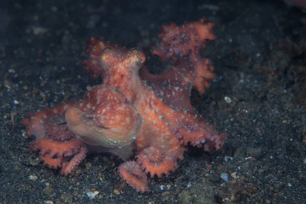 Bir Yıldızlı Gece ahtapotu, Callistoctopus luteus, Endonezya 'nın Lembeh Boğazı' ndaki siyah deniz tabanında sürünür. Bu renkli sefalopod geceleri görülür ve gündüz vakti nadiren görülür..