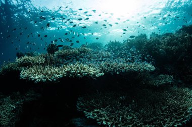 Endonezya 'nın Raja Ampat kentindeki sığ sularda güzel bir mercan resifi gelişir. Bu tropikal bölge muhtemelen deniz biyolojik çeşitliliğinin merkezidir ve dalgıçlar ve şnorkelciler için popüler bir merkezdir..