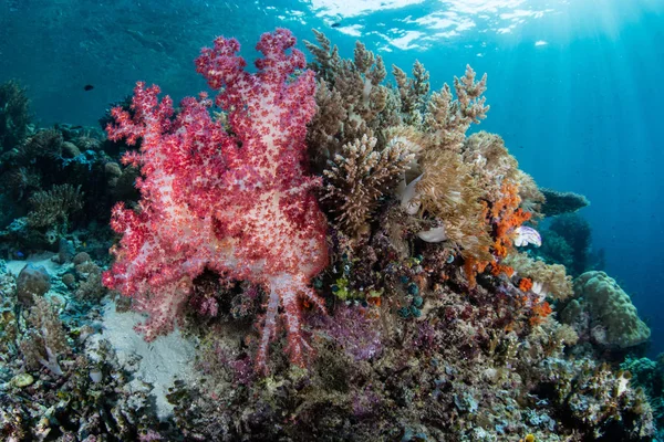在印度尼西亚的拉贾安帕塔 一个美丽的珊瑚礁在浅水中茁壮成长 这个热带地区可能是海洋生物多样性的中心 也是潜水者和潜水员的热门目的地 — 图库照片