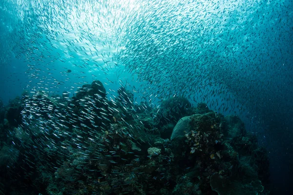 School Silversides Swims Coral Reef Raja Ampat Indonesia Tropical Region — Stock Photo, Image