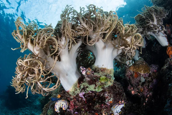 Beautiful Soft Corals Thrive Shallow Water Raja Ampat Indonesia Tropical — Stock Photo, Image