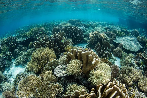 Belo Recife Coral Prospera Águas Rasas Raja Ampat Indonésia Esta — Fotografia de Stock
