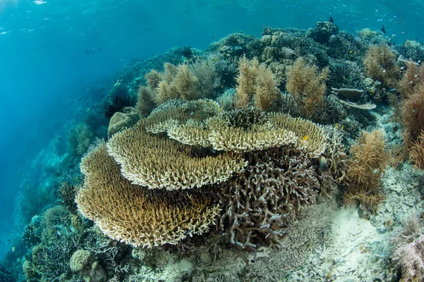 Wspaniała Rafa Koralowa Kwitnie Płytkiej Wodzie Raja Ampat Indonezji Ten — Zdjęcie stockowe