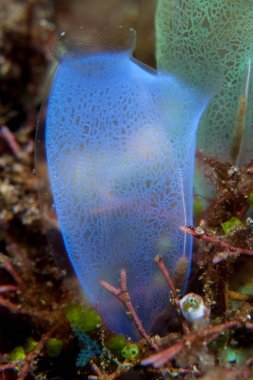 Lembeh Boğazı, Endonezya 'daki bir mercan resifinde parlak mavi bir tunicate yetişir. Tunicates, phylum Chordata, tüm okyanuslarda yaygın filtre besleyicileridir..