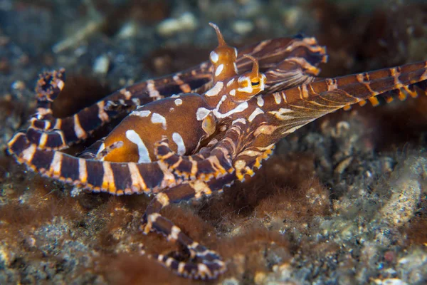 Egy Wonderpus Polip Mászik Tengerfenéken Lembeh Szorosban Indonéziában Ezt Elbűvölő — Stock Fotó