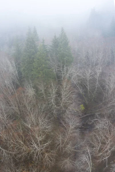 Winter Fog Seeps Forest Oregon Beautiful State West Coast Known — Stock Photo, Image