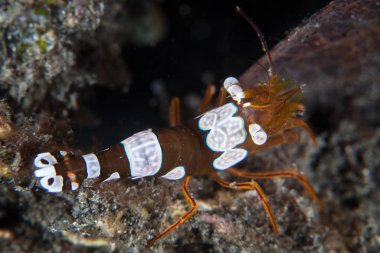 Seksi bir karides, Thor amboinensis, Endonezya 'nın Lembeh Boğazı' nda deniz tabanında oturur. Bu küçük kabuklu deniz şakayıklarının yanında sık sık bulunur..