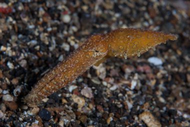 Bir mavi yüzük ahtapotu, Hapalochlaena sp., Endonezya 'nın Lembeh Boğazı' ndaki kumlu deniz tabanında yüzer. Bu küçük kafadanbacaklı yeryüzündeki en zehirli yaratıklardan biridir..
