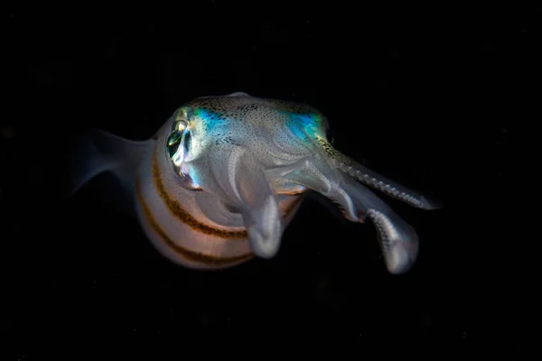 Calamaro Della Barriera Corallina Sepioteuthis Lessoniana Aleggia Nelle Acque Scure — Foto Stock