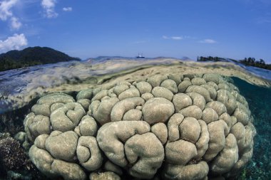 Endonezya 'nın Raja Ampat kentindeki tropik bir adanın yakınlarındaki sığ sularda sağlıklı mercanlar yetişir. Bu bölge inanılmaz deniz biyolojik çeşitliliği ile bilinir ve dalış ve şnorkelle yüzmek için popüler bir yerdir..