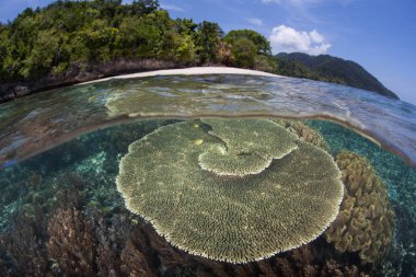 Endonezya 'nın Raja Ampat kentindeki tropik bir adanın yakınlarındaki sığ sularda sağlıklı mercanlar yetişir. Bu bölge inanılmaz deniz biyolojik çeşitliliği ile bilinir ve dalış ve şnorkelle yüzmek için popüler bir yerdir..