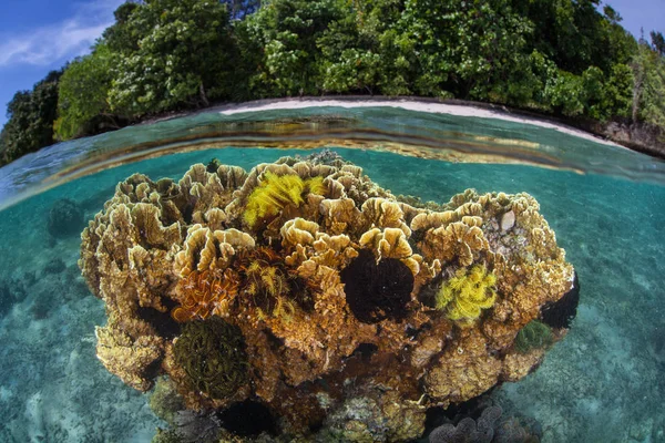 在印度尼西亚拉贾安帕塔的一个热带岛屿附近的浅滩上生长着健康的珊瑚 该地区以其惊人的海洋生物多样性而闻名 也是潜水和潜水的热门目的地 — 图库照片