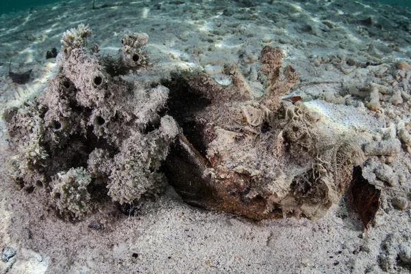 Horrid Stonefish Synanceia Horrida Waits Prey Raja Ampat Indonesia Region — Stock Photo, Image