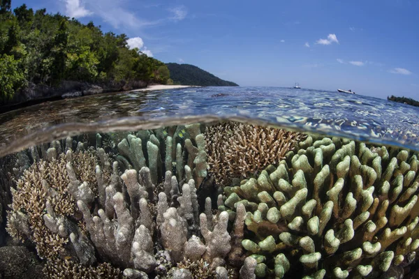 Corais Saudáveis Crescem Nas Águas Rasas Perto Uma Ilha Tropical — Fotografia de Stock