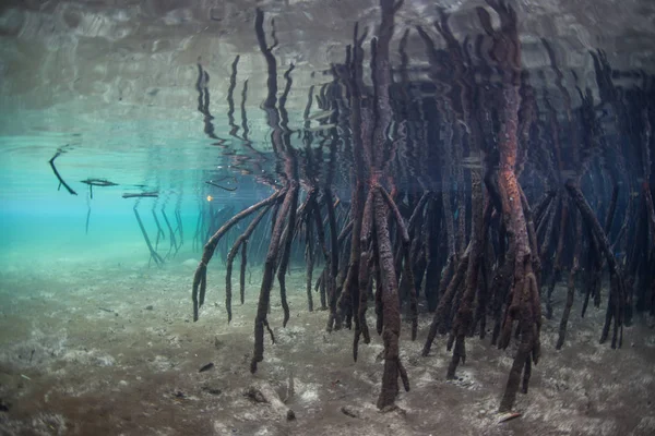 Radici Mangrovie Scendono Acque Poco Profonde Raja Ampat Indonesia Foreste — Foto Stock