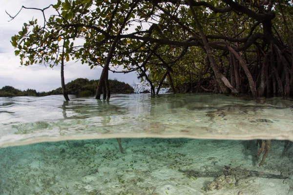 Mangrove Rekvisita Rötter Ner Grunt Vatten Raja Ampat Indonesien Mangroveskogar — Stockfoto