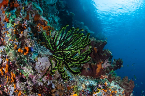 Colorful Reef Slope Thrives Raja Ampat Indonesia Tropical Region Known — Stock Photo, Image