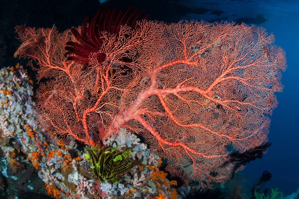 Těsně Pod Čárou Ponoru Raja Ampat Indonésii Roste Pestrobarevný Gorgonian — Stock fotografie