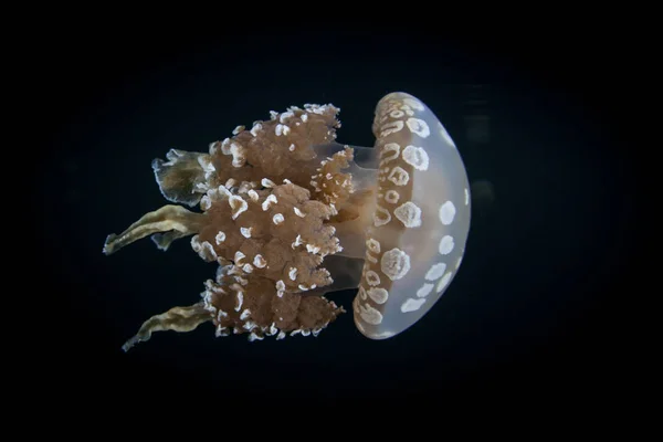 一种水母 Mastigias 在印度尼西亚拉贾安帕塔的一个黑暗的孤立的海洋湖中游泳 热带地区有几个水母湖 其中许多都是特有的水母 — 图库照片