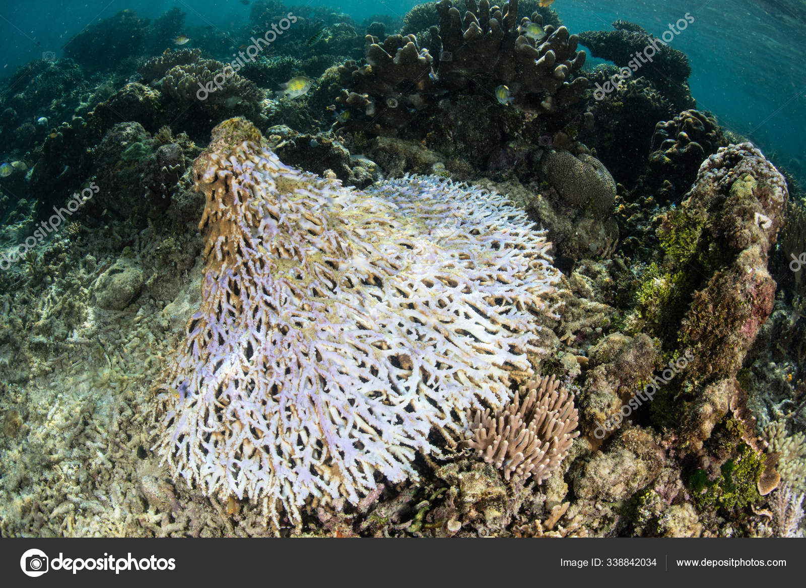 Overturned Table Coral Slowly Dying Coral Reefs Naturally Constant Flux