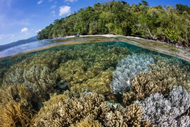 Raja Ampat, Endonezya 'da inanılmaz bir mercan resifi sığ sularda gelişir. Bu bölgenin deniz biyolojik çeşitliliğinin merkezi olduğu ve dalış ve şnorkelle yüzmek için popüler bir alan olduğu düşünülüyor..