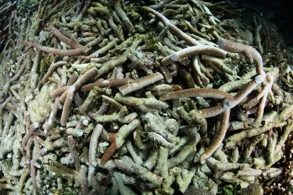 Shallow Staghorn Coral Acropora Sido Roto Por Las Olas Raja — Foto de Stock