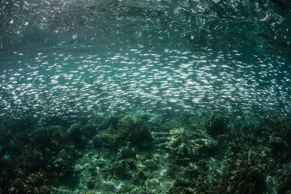 Bright Silversides Swim Coral Reef Raja Ampat Indonesia Region Thought — 스톡 사진