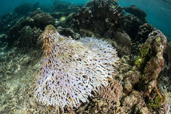 Overturned Table Coral Slowly Dying Coral Reefs Naturally Constant Flux — Stock Photo, Image