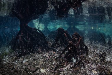 Mangrove diz kökleri, aynı zamanda pneumatoforlar olarak da bilinir, Raja Ampat 'ın sığ deniz tabanından yükselir. Mangrove ormanları hayati fidanlık görevi görüyor ve aynı zamanda filtre görevi görüyor..