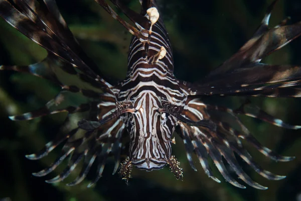 A Lionfish, Pterois volitans, hovers over a coral reef in Indonesia. Lionfish are ravenous predators of small fish and invertebrates on coral reefs.