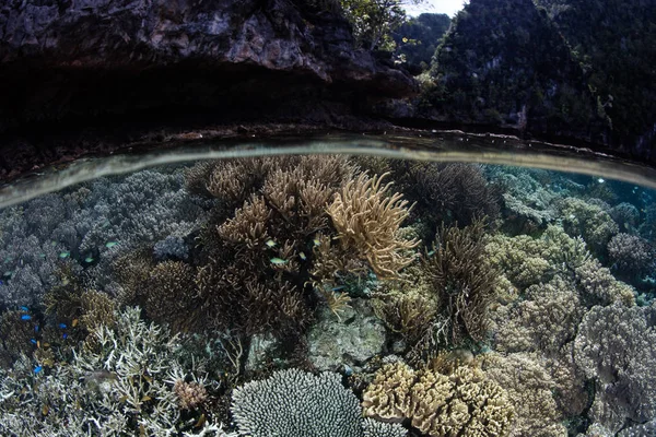 Ett Fantastiskt Korallrev Trivs Grunt Vatten Raja Ampat Indonesien Denna — Stockfoto