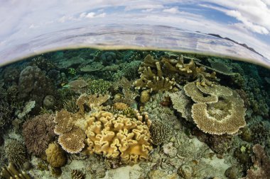 Raja Ampat, Endonezya 'da inanılmaz bir mercan resifi sığ sularda gelişir. Bu bölgenin deniz biyolojik çeşitliliğinin merkezi olduğu ve dalış ve şnorkelle yüzmek için popüler bir alan olduğu düşünülüyor..