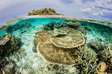 Raja Ampat, Endonezya 'da inanılmaz bir mercan resifi sığ sularda gelişir. Bu bölgenin deniz biyolojik çeşitliliğinin merkezi olduğu ve dalış ve şnorkelle yüzmek için popüler bir alan olduğu düşünülüyor..