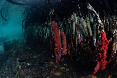 Mangrove pervane kökleri Raja Ampat, Endonezya 'da renkli süngerlerle kaplıdır. Mangrove ormanları hayati fidanlık görevi görüyor ve aynı zamanda filtre görevi görüyor..