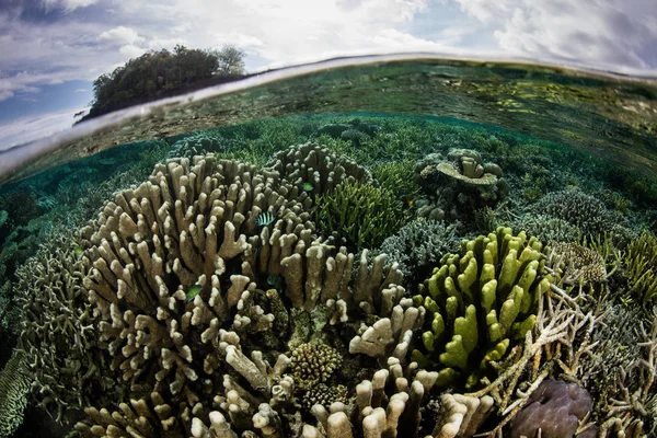 Ett Fantastiskt Korallrev Trivs Grunt Vatten Raja Ampat Indonesien Denna — Stockfoto