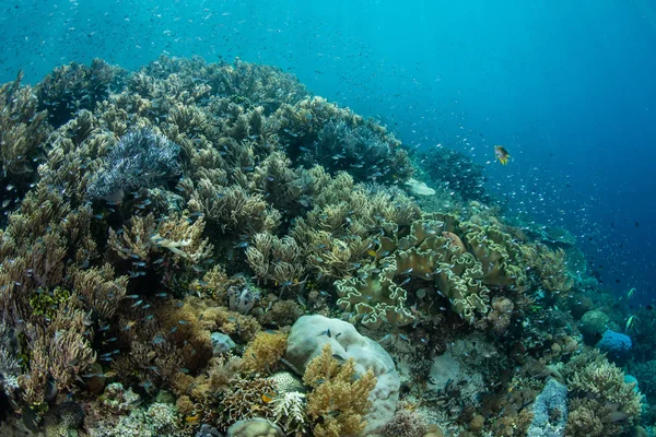 Recife Coral Vibrante Floresce Raja Ampat Indonésia Esta Região Tropical — Fotografia de Stock