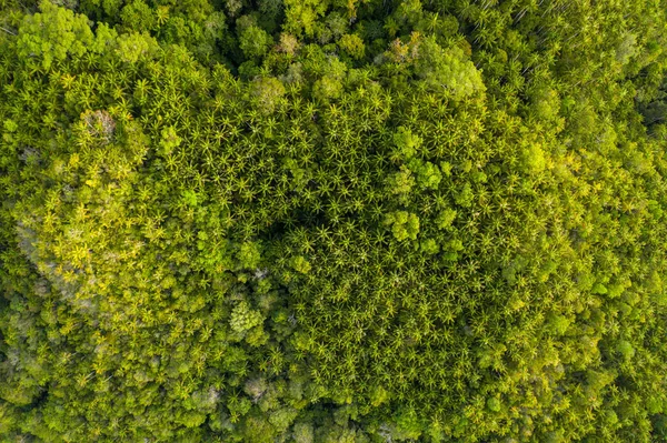 Bujny Las Rośnie Wytrzymałej Wyspie Wapiennej Raja Ampat Indonezji Ten — Zdjęcie stockowe