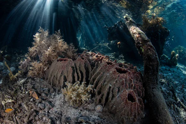 Rayos Luz Solar Atraviesan Dosel Bosque Manglares Raja Ampat Indonesia — Foto de Stock