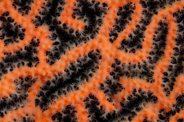 Detail Polyps Growing Colorful Gorgonian Raja Ampat Indonesia Region Thought — Stock Photo, Image